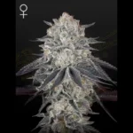 GREEN HOUSE SEED CO. - FRANCO'S FULLGAS! FEM (Ex FULLGAS!)