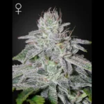 GREEN HOUSE SEED CO. - FRANCO'S LEMON CHEESE FEM