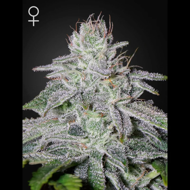 GHS_francos_lemon_cheese_fem_plant.webp GREEN HOUSE SEED CO. - FRANCO'S LEMON CHEESE FEM - immagine 1