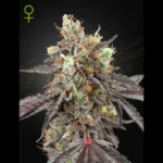 GREEN HOUSE SEED CO. - GELATO #41 X GELATO #41 AUTOFLOWERING FEM