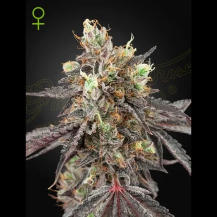 GREEN HOUSE SEED CO. - EISCREME #41 AUTOFLOWERING FEM