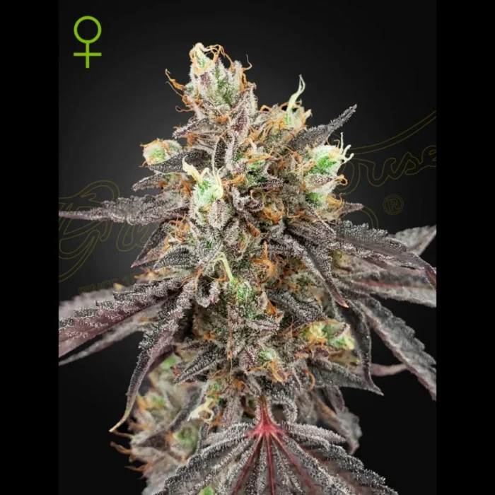 GREEN HOUSE SEED CO. - EISCREME #41 AUTOFLOWERING FEM – Bild 1