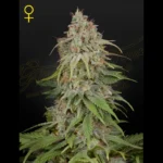 GREEN HOUSE SEED CO. - GH AMNESIA FEM