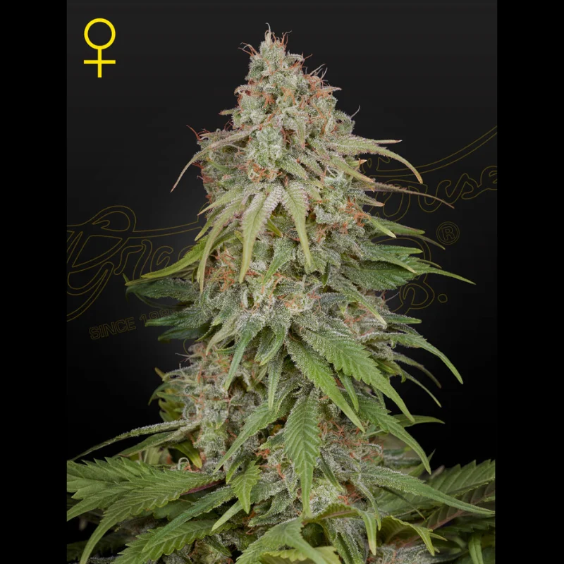 GHS_gh_amnesia_fem_plant.webp GREEN HOUSE SEED CO. - GH AMNESIA FEM - Image 1