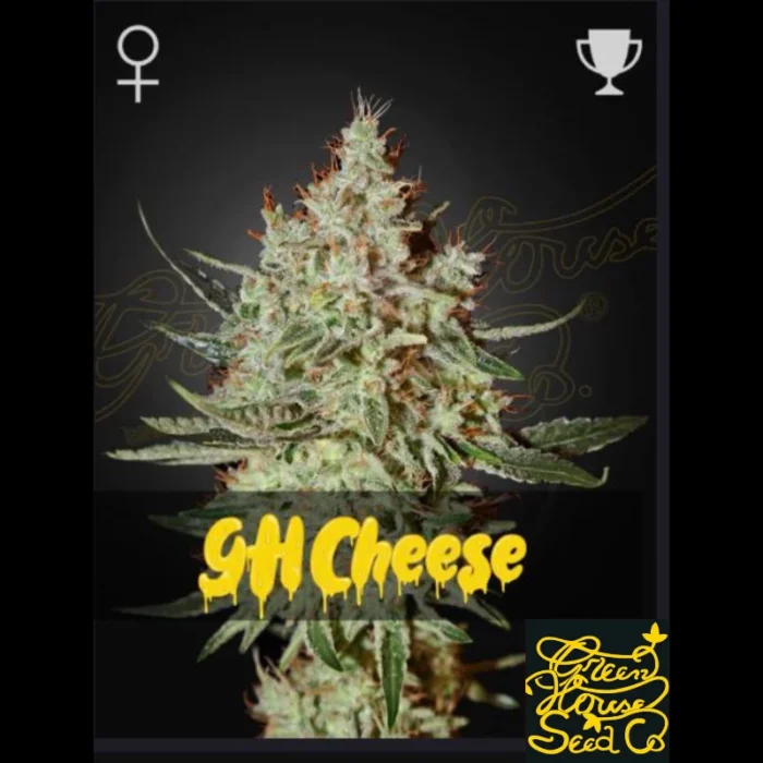 GREEN HOUSE SEED CO. - GH CHEESE FEM – Bild 1