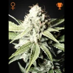 GREEN HOUSE SEED CO. - GROSSER WEISSER HAI FEM | 5 SAMEN
