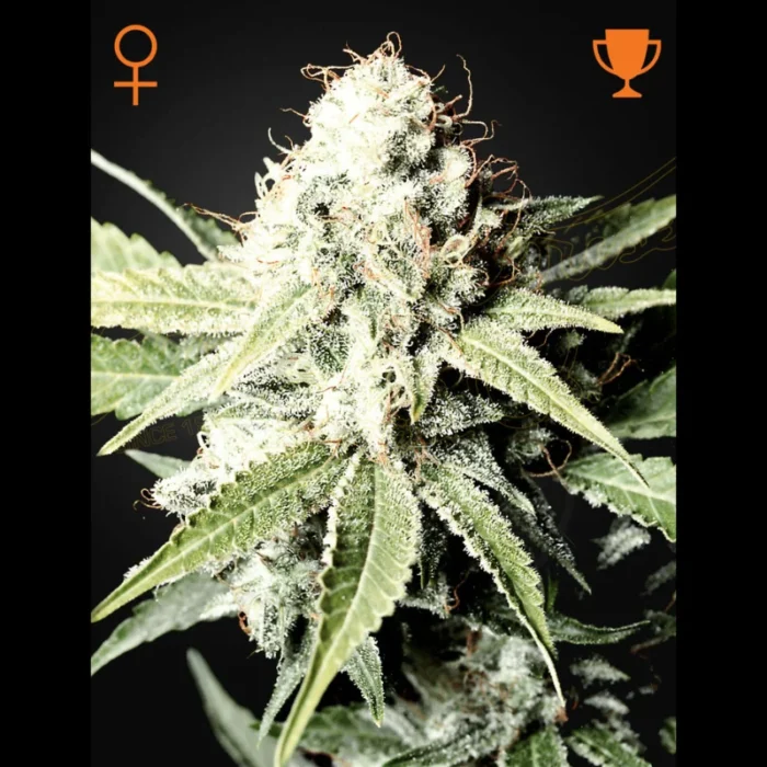 GREEN HOUSE SEED CO. - GREAT WHITE SHARK FEM – Bild 1