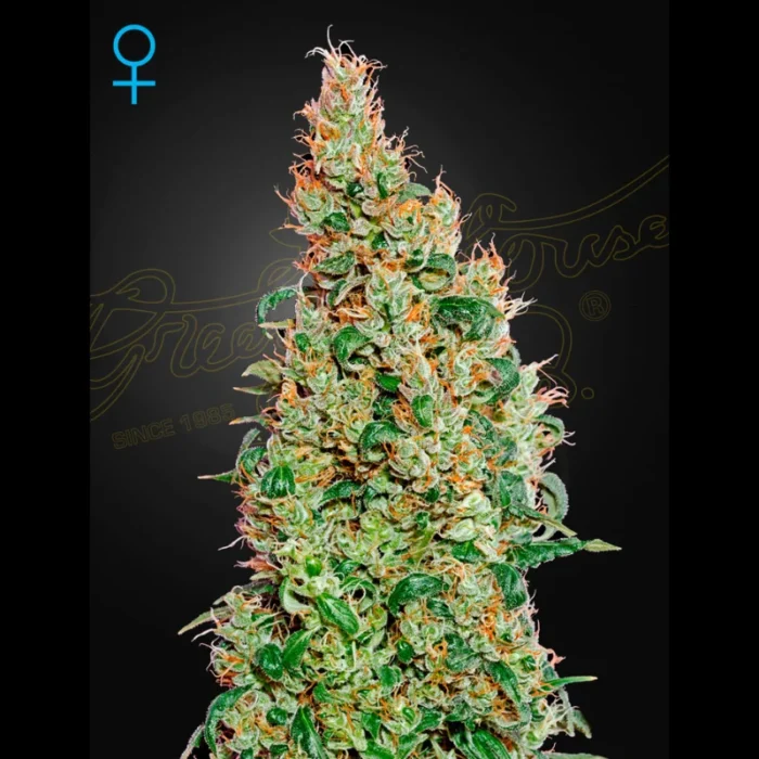 GREEN HOUSE SEED CO. - GREEN -O-MATIC AUTOFLOWERING FEM - immagine 1