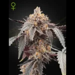 GREEN HOUSE SEED CO. - GUAVA X ICE CREAM #41 AUTOFLOWERING FEM