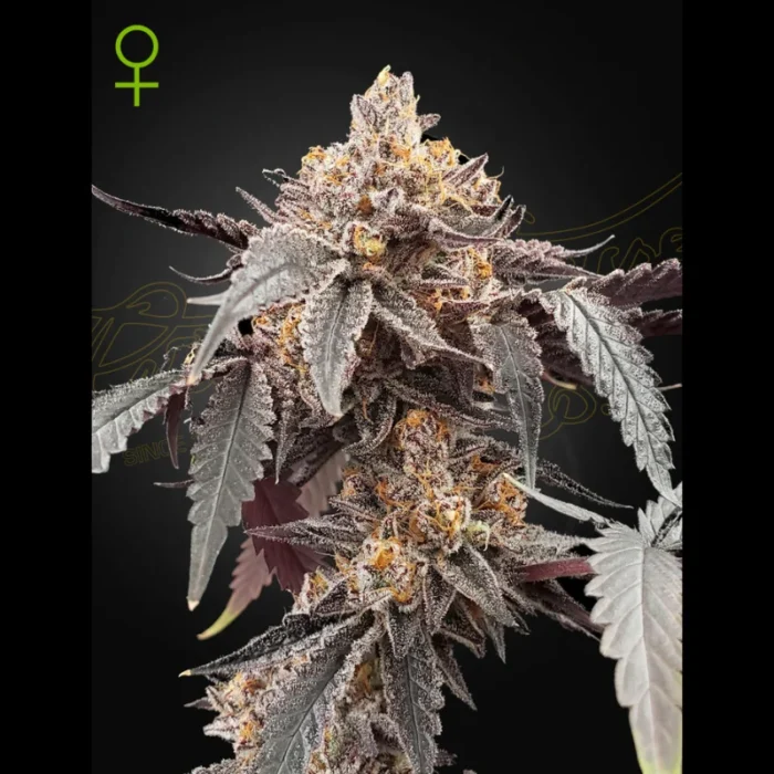 GREEN HOUSE SEED CO. - GUAVA X ICE CREAM #41 AUTOFLOWERING FEM – Bild 1