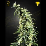 GREEN HOUSE SEED CO. - HAWAIIAN SNOW FEM