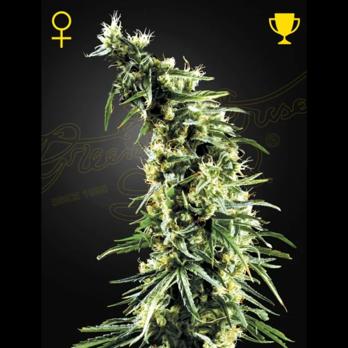 GREEN HOUSE SEED CO. - HAWAIIAN SNOW FEM - Image 1