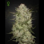 GREEN HOUSE SEED CO. - HIGHCLOUDZ AUTO FEM