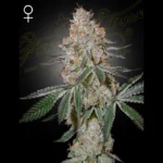 GREEN HOUSE SEED CO. - HIGHCLOUDZ FEM