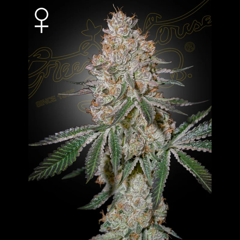 GHS_highcloudz_fem_plant.webp GREEN HOUSE SEED CO. - HIGHCLOUDZ FEM - Image 1