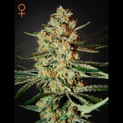 GREEN HOUSE SEED CO. - HIMALAYA GOLD FEM
