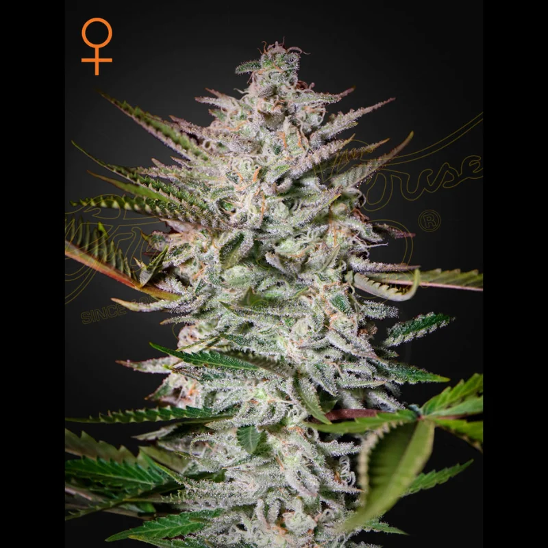 GHS_holy_punch_fem_plant.webp GREEN HOUSE SEED CO. - HOLY PUNCH FEM - immagine 1