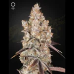 GREEN HOUSE SEED CO. - HOLY SNOW FEM