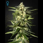 GREEN HOUSE SEED CO. - JACK HERER AUTO FEM