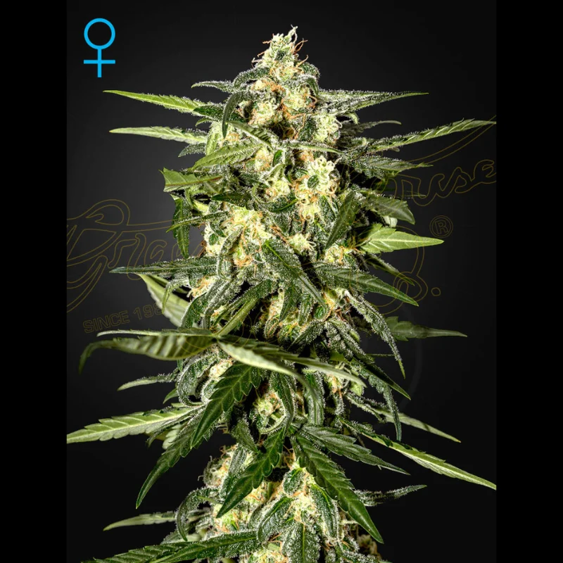 GHS_jack_herer_auto_plant.webp GREEN HOUSE SEED CO. - JACK HERER AUTO FEM – Bild 1