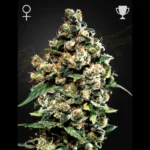 GREEN HOUSE SEED CO. - JACK HERER FEM