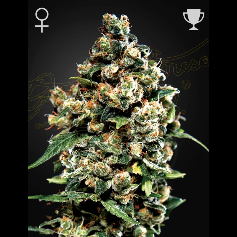GHS_jack_herer_fem_plant.webp GREEN HOUSE SEED CO. - JACK HERER FEM – Bild 1