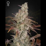 GREEN HOUSE SEED CO. - JACK'S DREAM FEM