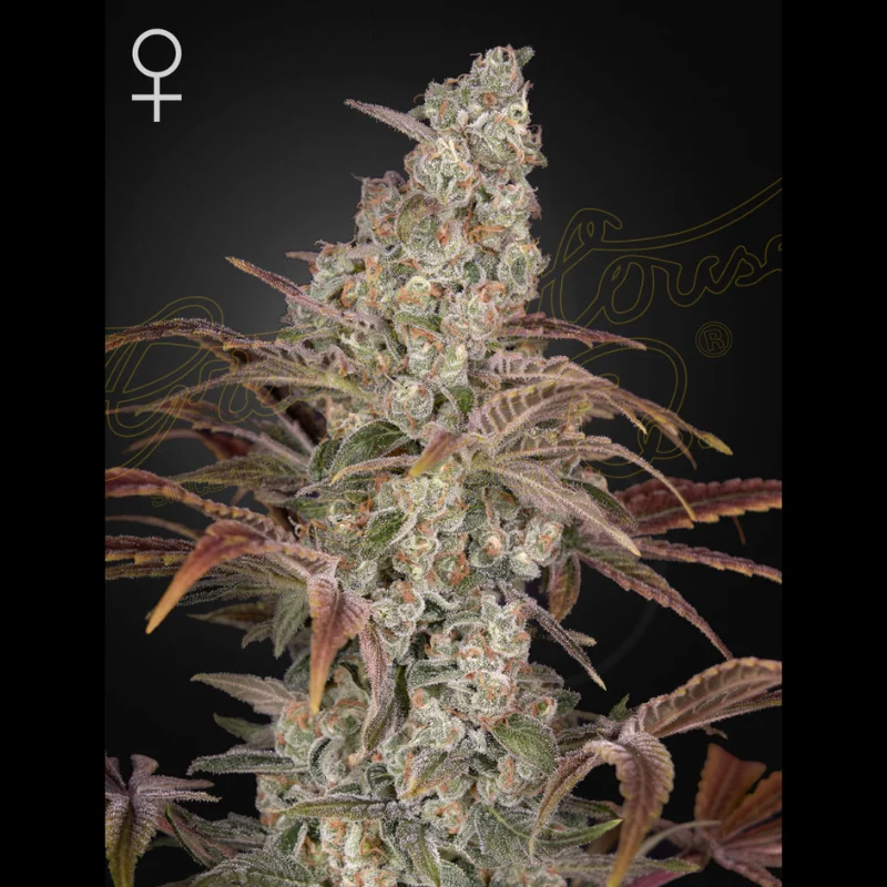 GHS_jacks_dream_fem_plant.webp GREEN HOUSE SEED CO. - JACK'S DREAM FEM – Image 1