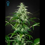 GREEN HOUSE SEED CO. - KALASHNIKOVA AUTOFLOWERING FEM | 5 SEMI