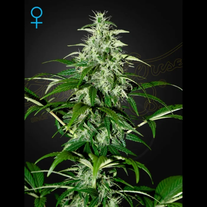 GREEN HOUSE SEED CO. - KALASHNIKOVA AUTOFLOWERING FEM – Bild 1