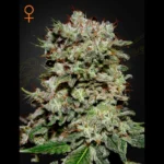 GREEN HOUSE SEED CO. - KALASHNIKOVA FEM | 5 SEMI