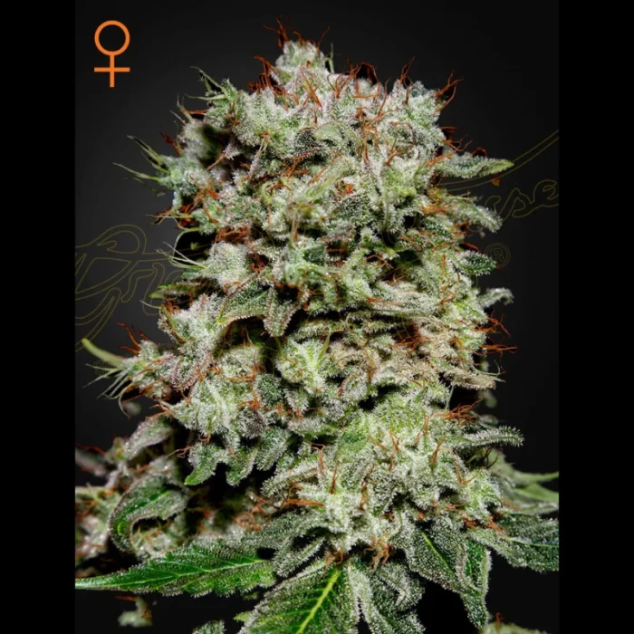 GREEN HOUSE SEED CO. - KALASHNIKOVA FEM – Bild 1