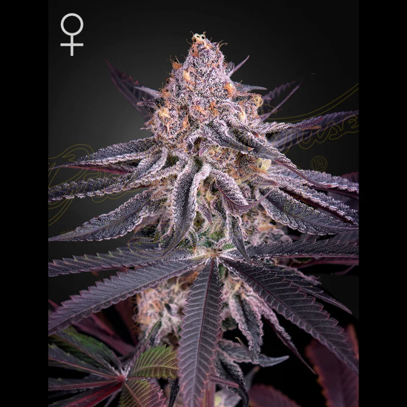 GHS_kings_juice_fem_plant.webp GREEN HOUSE SEED CO. - KING'S JUICE FEM - Imagen 1