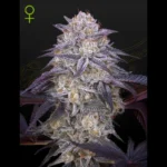 GREEN HOUSE SEED CO. - KING'S KUSH AUTOFLOWERING FEM | 5 SEMI