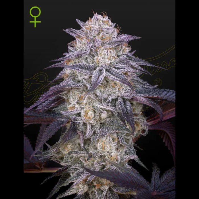 GREEN HOUSE SEED CO. - KING'S KUSH AUTOFLOWERING FEM – Bild 1