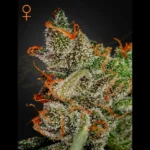 GREEN HOUSE SEED CO. - KING'S KUSH FEM | 5 SEMI