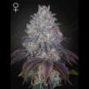 GREEN HOUSE SEED CO. - KING'S TART FEM