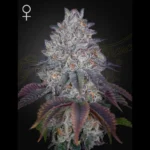 GREEN HOUSE SEED CO. - KING'S TART FEM