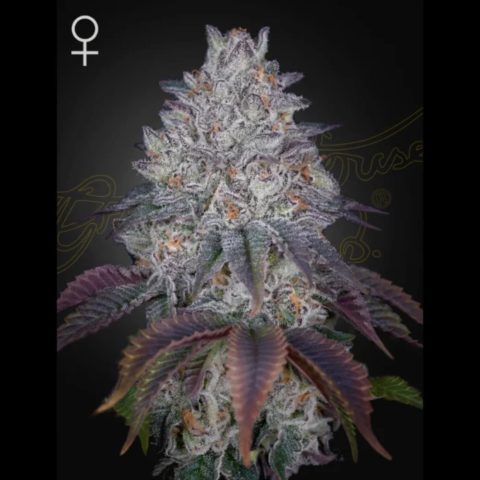 GREEN HOUSE SEED CO. - KING'S TART FEM – Bild 1