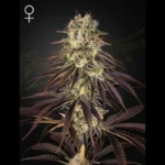 GREEN HOUSE SEED CO. - KONG'S KRUSH FEM