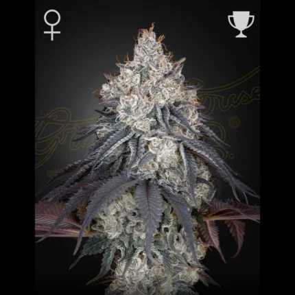 GREEN HOUSE SEED CO. - LEMON ORANGE FEM