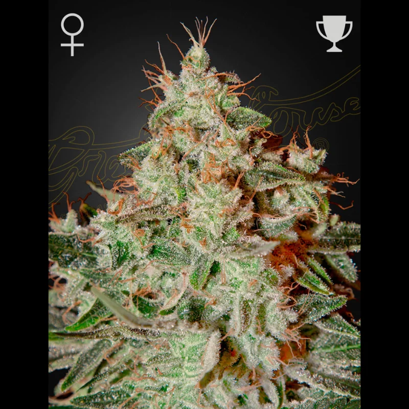 GHS_lemon_skunk_fem_plant.webp GREEN HOUSE SEED CO. - LEMON SKUNK FEM - immagine 1
