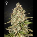 GREEN HOUSE SEED CO. - LOST PEARL FEM