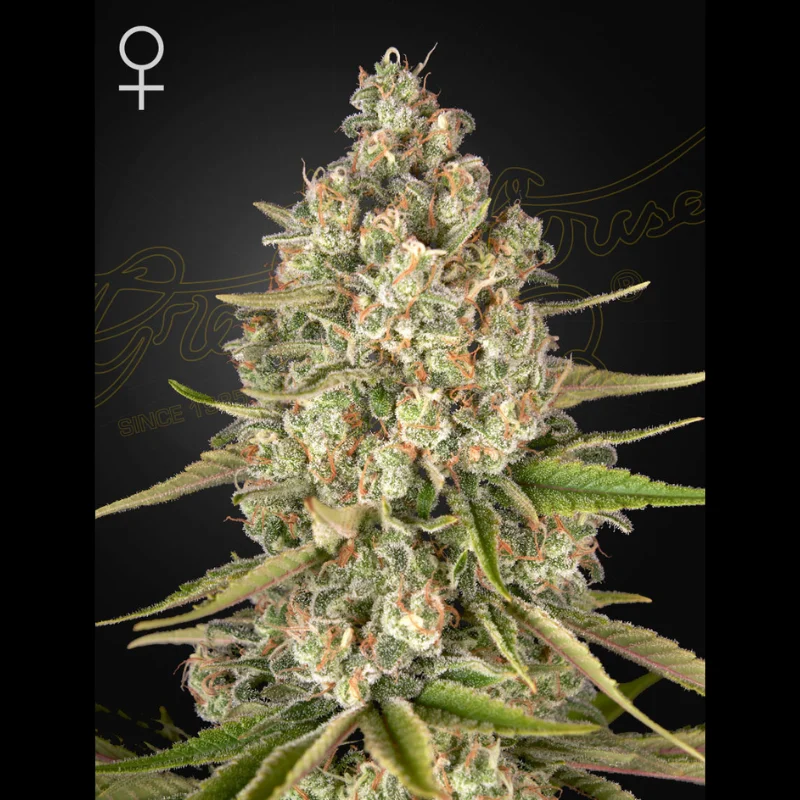 GHS_lost_pearl_fem_plant.webp GREEN HOUSE SEED CO. - LOST PEARL FEM – Image 1