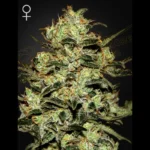 GREEN HOUSE SEED CO. - MOBY DICK FEM