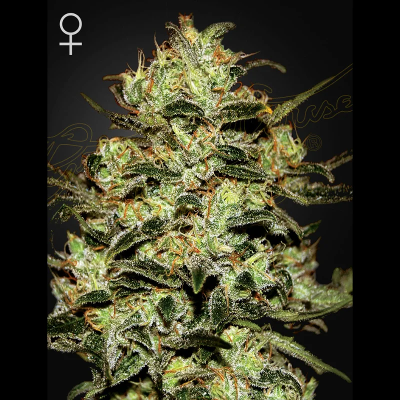 GHS_moby_dick_fem_plant.webp GREEN HOUSE SEED CO. - MOBY DICK FEM – Bild 1