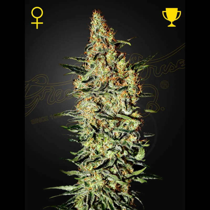 GHS_nevilles_haze_fem_plant.webp GREEN HOUSE SEED CO. - NEVILLE'S HAZE FEM – Image 1