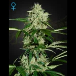 GREEN HOUSE SEED CO. - NORTHERN LIGHTS AUTOFLOWERING FEM