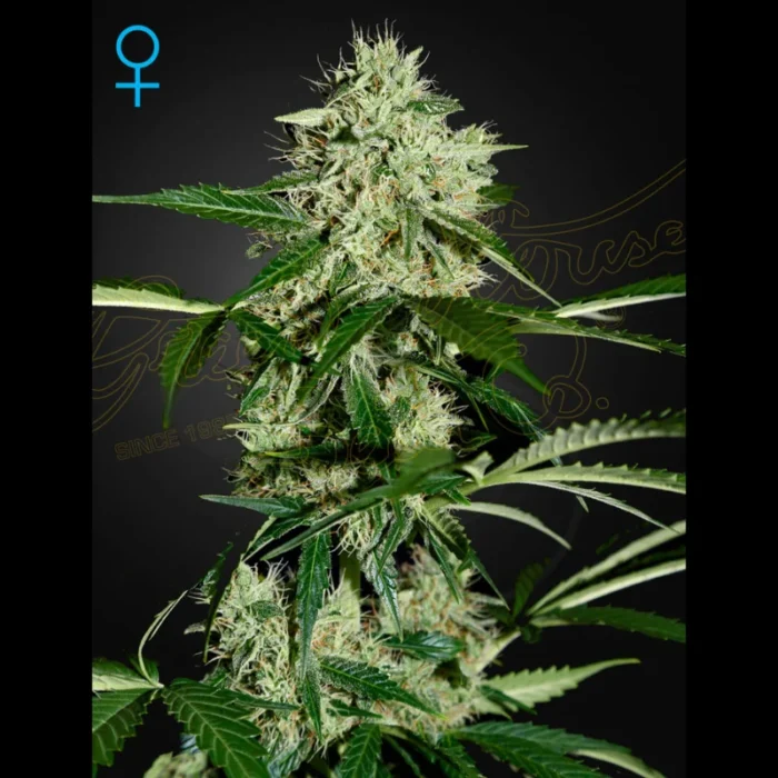 GREEN HOUSE SEED CO. - NORTHERN LIGHTS AUTOFLOWERING FEM – Image 1