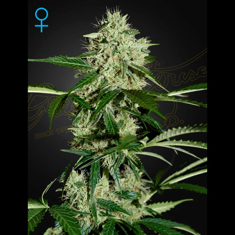 GHS_northern_lights_auto_plant.webp GREEN HOUSE SEED CO. - NORTHERN LIGHTS AUTOFLOWERING FEM – Image 1